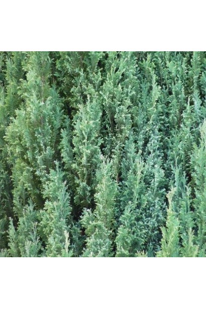 Кипарисовик Лавсона Елвуді сіро-блакитна хвоя