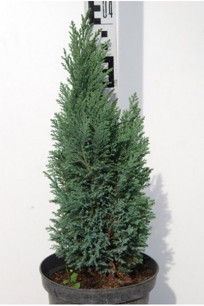 Кипарисовик Лавсона Елвуді в горщику 3 л