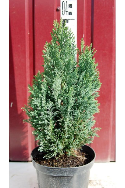 Кипарисовик Лавсона Елвуді контейнер 3 л 30-40 см