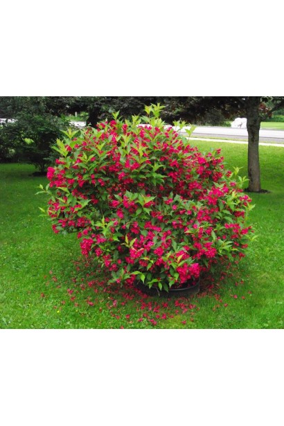 Компактний кущ червоної вейгели в парку