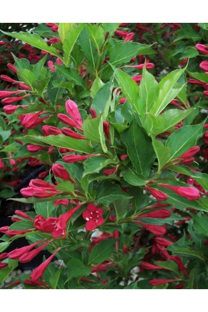 Зелене листя та малинові квіти вейгели Ред Принц