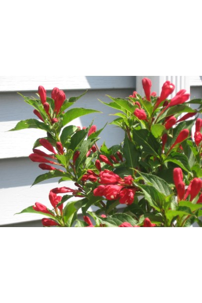 Вейгела гібридна Ред Принц