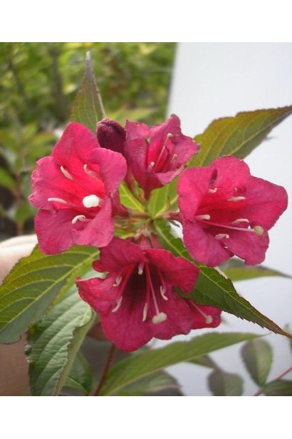 Яскраві малиново-червоні квіти вейгели Ред Принц