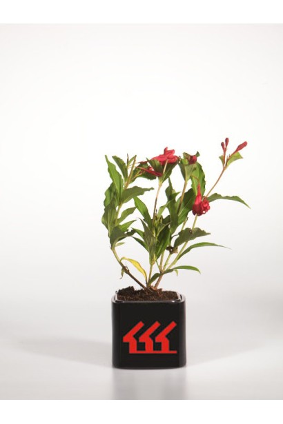 Вейгела гібридна Ред Принц саджанець Р9/0,5л