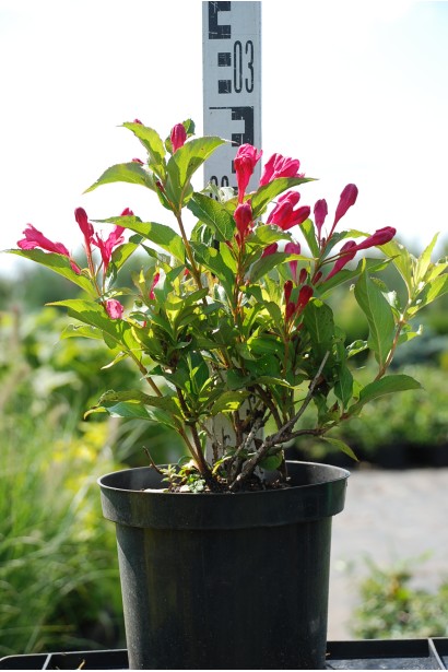 Вейгела квітуча Ред Принц контейнер 3 л, висота 20-30 см