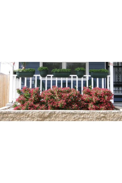 Вейгела гібридна Ред Принц на клумбі