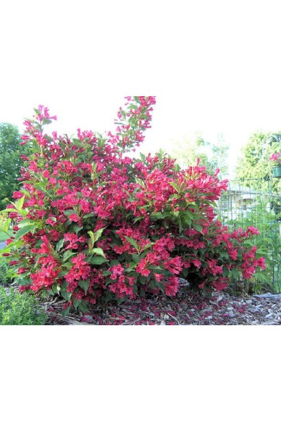 Вейгела Ред Принц одиночна посадка