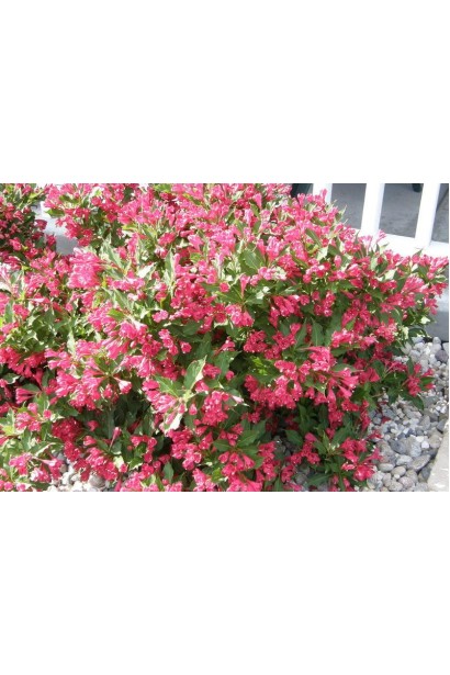 Вейгела гібридна Ред Принц в ландшафті