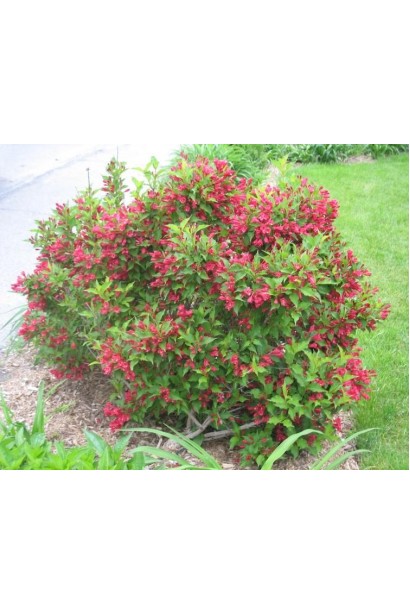 Вейгела Red Prince