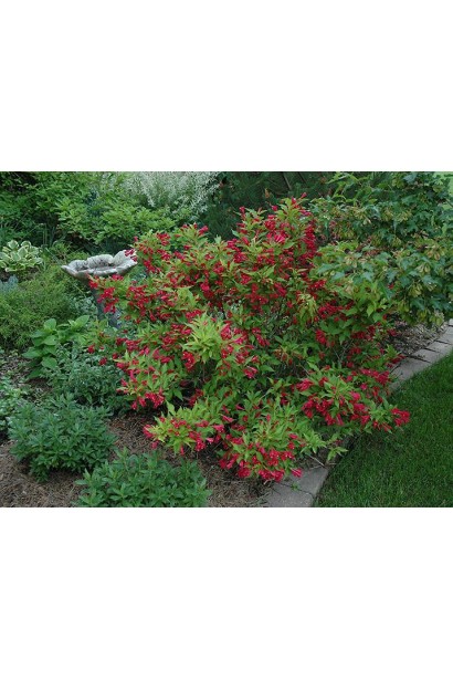Вейгела Червоний Принц в ландшафтному дизайні