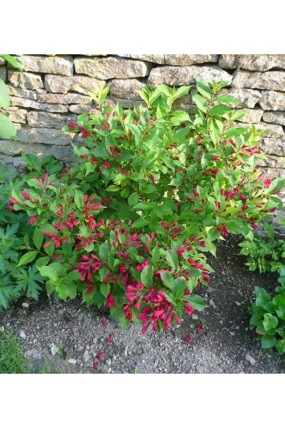 Weigela Red Prince в саду