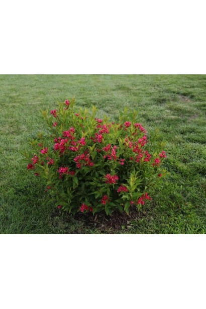 Повторне цвітіння вейгели Ред Принц в серпні-вересні