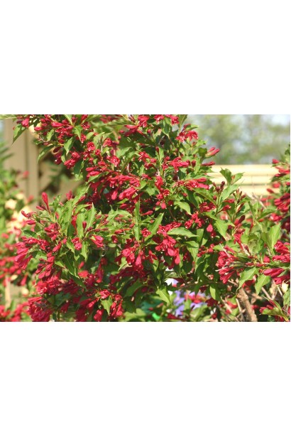 Weigela hybrida Red Prince