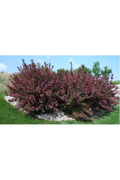 Вейгела квітуча Вікторія в ландшафті