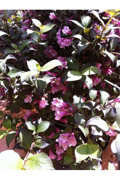 Вейгела рожева Victoria квіти