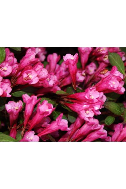 Вейгела квітуча Вікторія рожеві дзвіночки