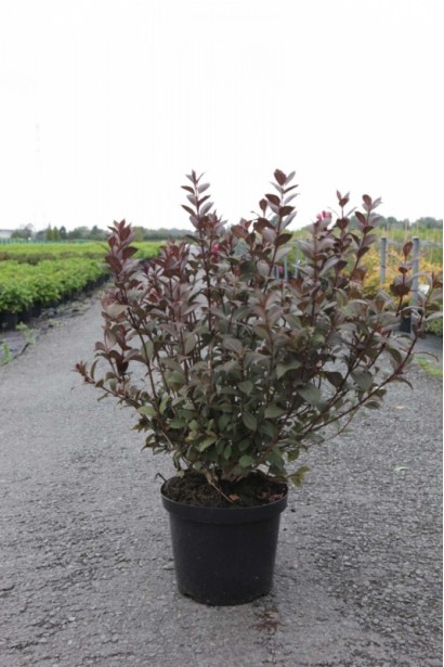 Вейгела квітуча Вікторія саджанець в садовому центрі