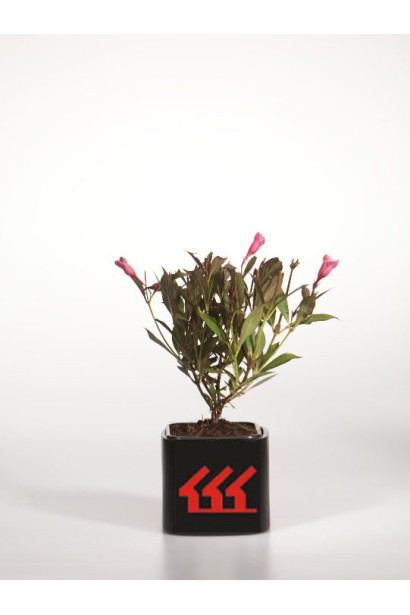 Вейгела квітуча Вікторія саджанець Р9/0,5л