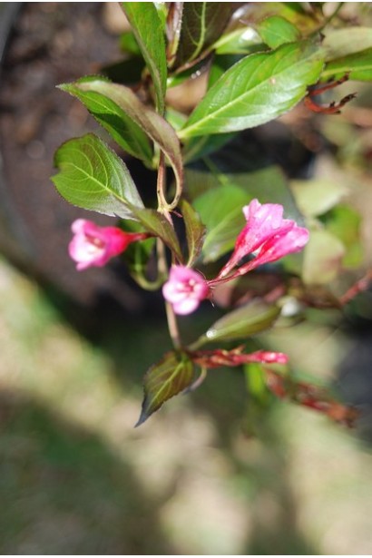 Weigela florida Victoria