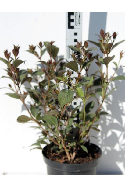 Вейгела квітуча Вікторія в горщику 30-40 см