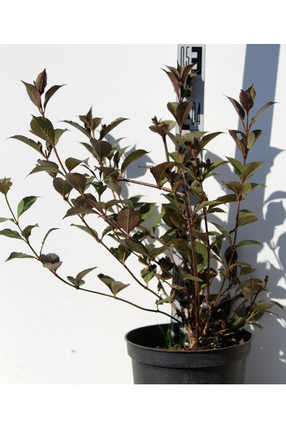 Вейгела квітуча Вікторія контейнер С5 40-50 см