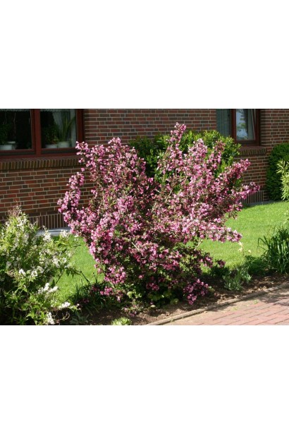 Weigela florida Victoria компактний кущ