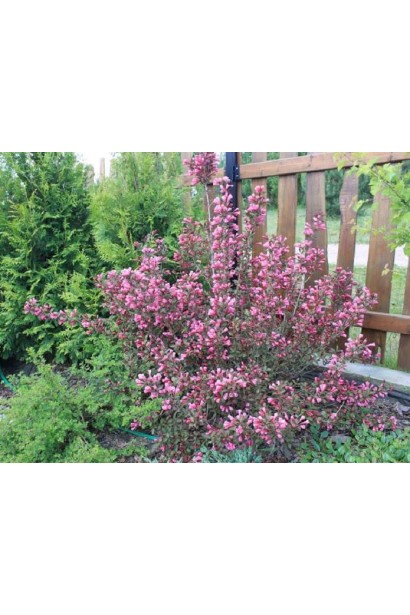 Вейгела квітуча Вікторія в саду