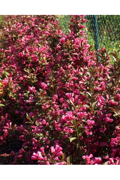 Вейгела Вікторія рясне цвітіння влітку