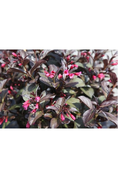 Вейгела квітуча Вікторія розпускання квітів