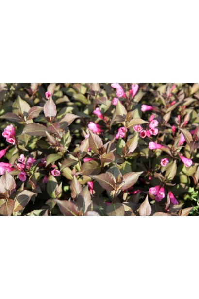 Вейгела квітуча Вікторія