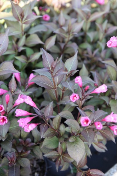  Квітучі саджанці Вейгели Вікторія в садовому центрі