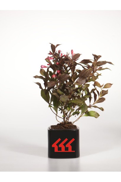 Вейгела квітуча Міднайт Вайн контейнер Р9