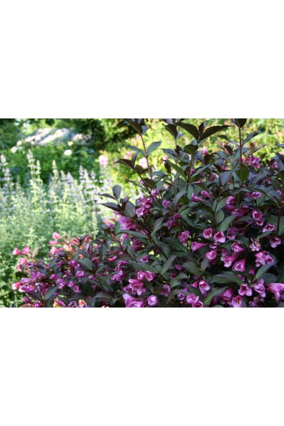 Вейгела квітуча Міднайт Вайн ®/Ельвера ®