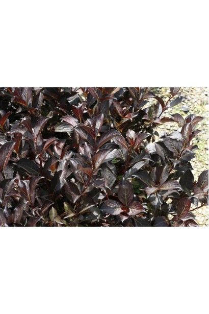 Фіолетово-коричневе бличкуче листя вейгели Midnight Wine