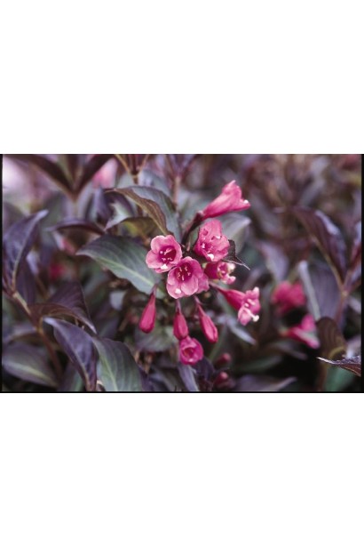 Weigela florida Midnight Wine ®/Elvera ®