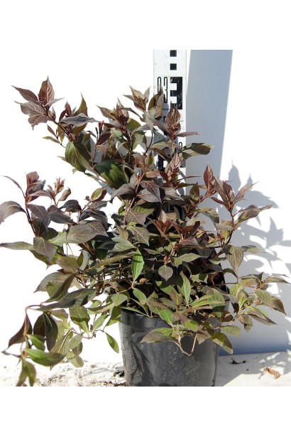 Вейгела квітуча Міднайт Вайн контейнер 5 л