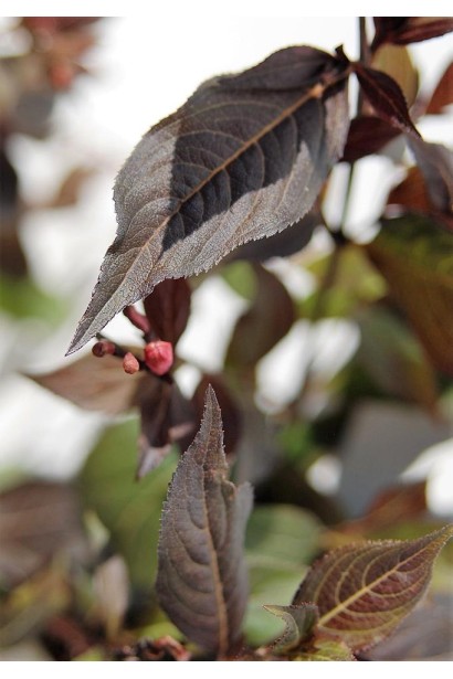 Вейгела Міднайт Вайн зелено-коричневе листя