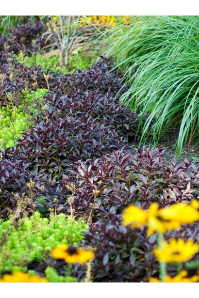 Вейгела квітуча Midnight Wine