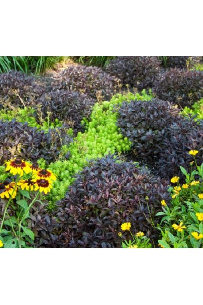 Вейгела квітуча Міднайт Вайн ландшафтний дизайн