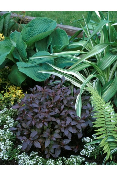 Вейгела Міднайт Вайн в контрастній кольоровій композиції