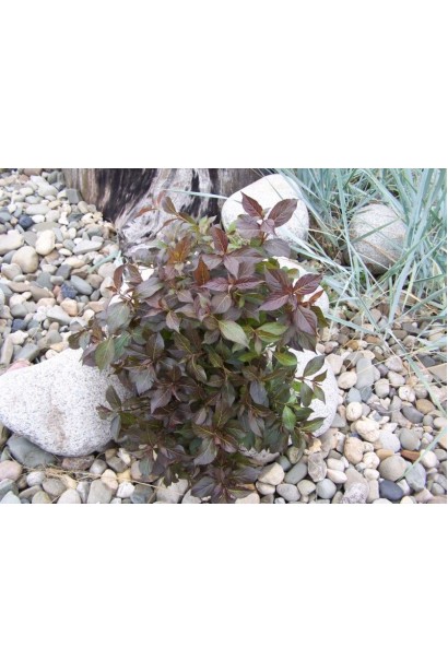 Вейгела квітуча Міднайт Вайн на клумбі