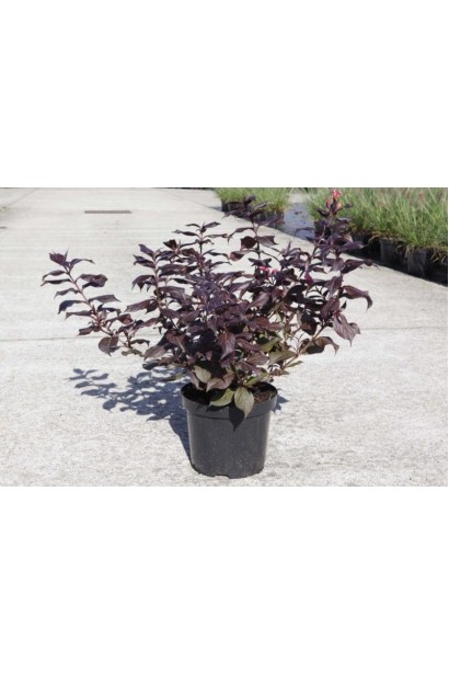 Саджанець вейгели Міднайт Вайн в садовому центрі