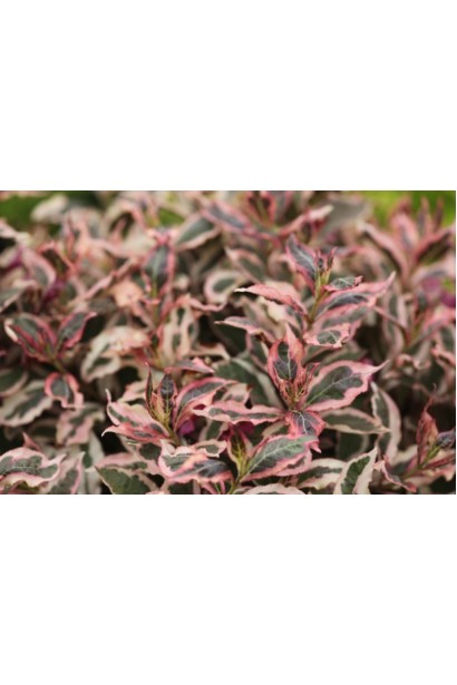 Декоративне листя вейгели Монет