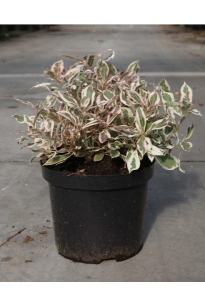 Вейгела квітуча Монет саджанець С3