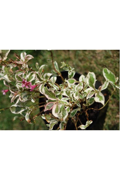 Вейгела квітуча Монет саджанець в контейнері