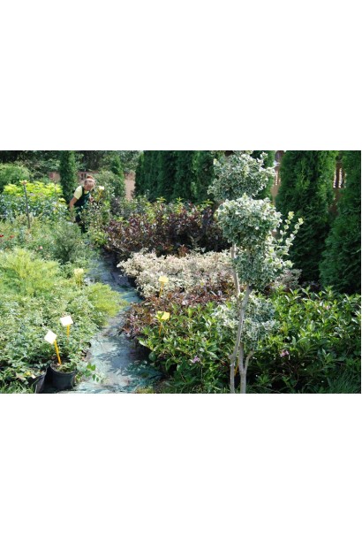 Вейгела квітуча Монет в садовому центрі