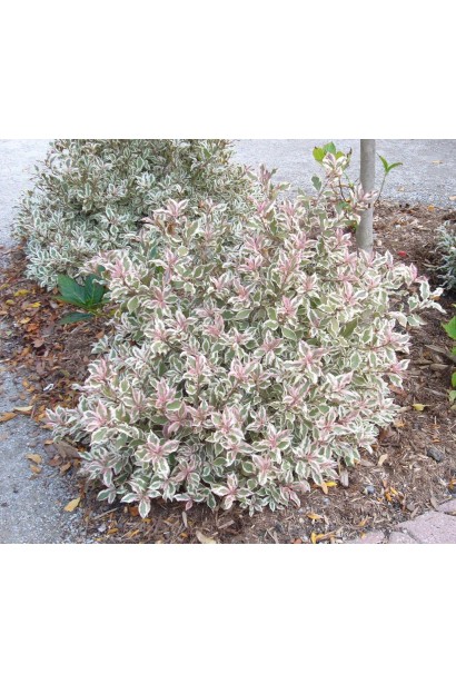 Weigela florida Monet ® / Verweig