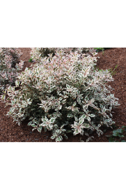 Вейгела квітуча Монет карликовий  кущ