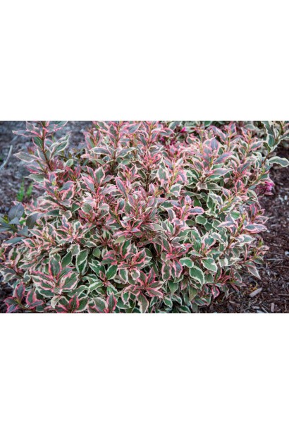 Вейгела квітуча Монет ® / Вервей ®