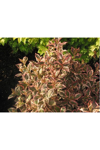 Вейгела квітуча Monet / Verweig